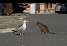 Martılar Kedi Yer mi?